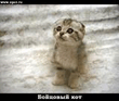 Котенок.jpg
