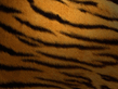 tiger2.jpg