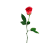 Сердце из роз.gif