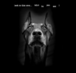 Doberman.jpg