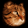542.gif