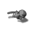 cat.gif