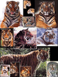 11Tigers3904.jpg