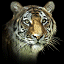 000296.gif