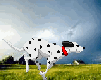 000303.gif