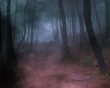 Forest_Fog__Bryce_5_5.jpg