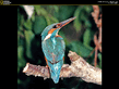 NG_Kingfisher.jpg