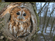 NG_Tawny_Owl.jpg