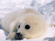 Seal_cub.jpg