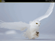 Snowy_owl.jpg