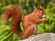 Squirrel.jpg