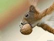 Squirrel2.jpg