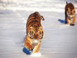 tigers03.jpg