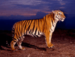 tigers02.jpg