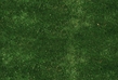 GRASS2.jpg