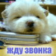 46130.gif