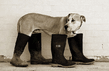 dogboot.jpg