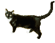 cat5_2.gif