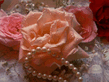 Rose39.jpg