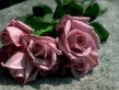 Rose40.jpg