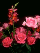 Rose33.jpg
