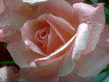 Rose27.jpg