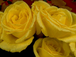Rose34.jpg