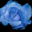 Rose.jpg