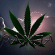 ganja23.gif