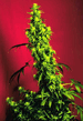 HEMP02_1.jpg