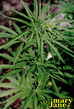 HEMP03_1.jpg