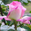 Rose2.jpg
