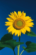 Sunflower.jpg
