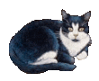 cats41.gif
