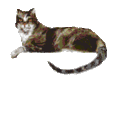a_cat6.gif