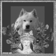 2dc92692eda4.gif