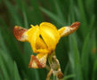 iris2.jpg