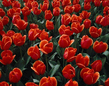 red tulips.jpg