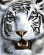 white_tiger.jpg