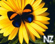 flowers01.jpg