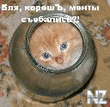 Кот.jpg