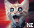 Кот.gif