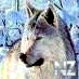 Volf.gif