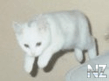 ava04.jpg
