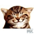 kitty2.jpg