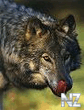 Wolf_Gallery_97_GrayWolf4_Licking_nose_FaceCloseup1.jpg