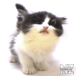 Котенок.gif