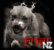 Pit_bull123.jpg