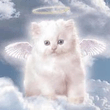cat.jpg