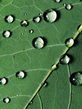 raindropsonafallenleaf1600x120.jpg